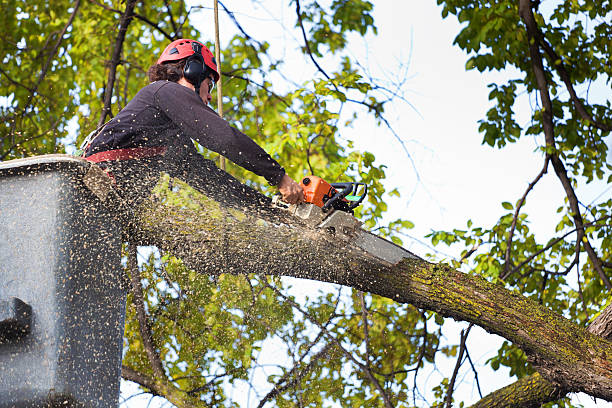 Why Choose Our Tree Removal Services in Farmingdale, NY?